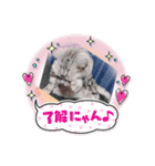 にゃんこと楽しむ♪（個別スタンプ：5）