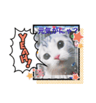 にゃんこと楽しむ♪（個別スタンプ：7）
