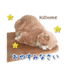 こうめNeko（個別スタンプ：2）