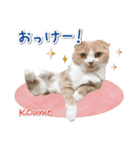 こうめNeko（個別スタンプ：6）