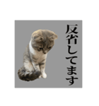 Glicoの日常スタンプ（個別スタンプ：1）