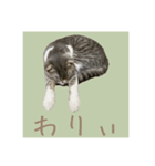Glicoの日常スタンプ（個別スタンプ：2）