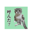 Glicoの日常スタンプ（個別スタンプ：5）