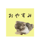 Glicoの日常スタンプ（個別スタンプ：6）