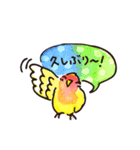 コザクラインコ 、ルチノーちゃん（個別スタンプ：1）