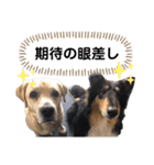 ラブ＆コリー（個別スタンプ：1）
