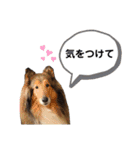 ラブ＆コリー（個別スタンプ：8）
