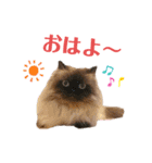 ヒマラヤンのどんちゃん（個別スタンプ：2）