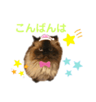 ヒマラヤンのどんちゃん（個別スタンプ：3）