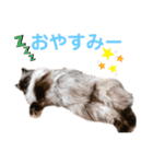 ヒマラヤンのどんちゃん（個別スタンプ：4）