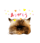 ヒマラヤンのどんちゃん（個別スタンプ：5）