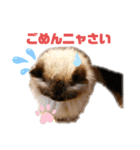 ヒマラヤンのどんちゃん（個別スタンプ：6）