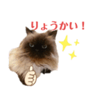 ヒマラヤンのどんちゃん（個別スタンプ：9）