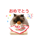 ヒマラヤンのどんちゃん（個別スタンプ：12）