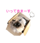 ヒマラヤンのどんちゃん（個別スタンプ：13）