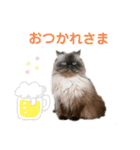 ヒマラヤンのどんちゃん（個別スタンプ：14）
