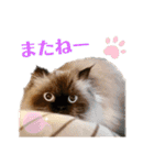 ヒマラヤンのどんちゃん（個別スタンプ：15）