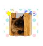 ヒマラヤンのどんちゃん（個別スタンプ：20）