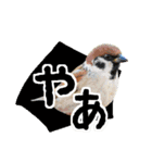 大阪のすずめさん (野鳥写真スタンプ2）（個別スタンプ：1）