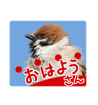 大阪のすずめさん (野鳥写真スタンプ2）（個別スタンプ：3）