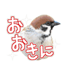 大阪のすずめさん (野鳥写真スタンプ2）（個別スタンプ：9）