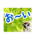 大阪のすずめさん (野鳥写真スタンプ2）（個別スタンプ：11）