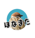 大阪のすずめさん (野鳥写真スタンプ2）（個別スタンプ：13）