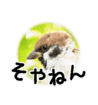 大阪のすずめさん (野鳥写真スタンプ2）（個別スタンプ：21）