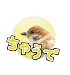 大阪のすずめさん (野鳥写真スタンプ2）（個別スタンプ：22）