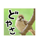 大阪のすずめさん (野鳥写真スタンプ2）（個別スタンプ：24）