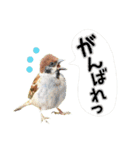 大阪のすずめさん (野鳥写真スタンプ2）（個別スタンプ：28）