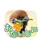 大阪のすずめさん (野鳥写真スタンプ2）（個別スタンプ：29）