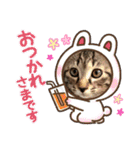 可愛い猫ちゃんず（個別スタンプ：1）