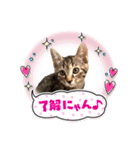 可愛い猫ちゃんず（個別スタンプ：9）