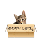 可愛い猫ちゃんず（個別スタンプ：13）