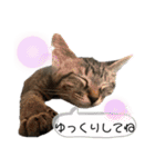 可愛い猫ちゃんず（個別スタンプ：20）