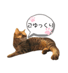 可愛い猫ちゃんず（個別スタンプ：21）