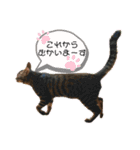 可愛い猫ちゃんず（個別スタンプ：24）