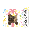 可愛い猫ちゃんず（個別スタンプ：35）