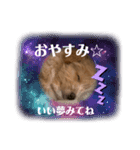 Cuteなトゥッティ（個別スタンプ：2）