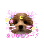 Cuteなトゥッティ（個別スタンプ：5）