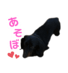 リンドスペシャル（個別スタンプ：6）
