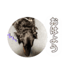 リンドスペシャル（個別スタンプ：8）