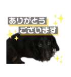 リンドスペシャル（個別スタンプ：11）
