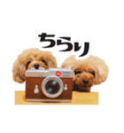 うめの友達★コノ＆マハロ★第2弾（個別スタンプ：4）