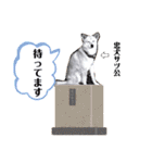 わたなべ家のさつきちゃん♡第2弾（個別スタンプ：4）