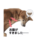 わたなべ家のさつきちゃん♡第2弾（個別スタンプ：8）