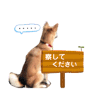わたなべ家のさつきちゃん♡第2弾（個別スタンプ：13）