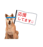 わたなべ家のさつきちゃん♡第2弾（個別スタンプ：14）