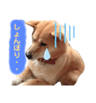 わたなべ家のさつきちゃん♡第2弾（個別スタンプ：16）